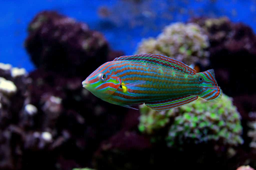 This is a picture of a Hoeven's Wrasse (Halichoeres melanurus), a brilliant and vibrant fish with large, bright stripes running down its body. Its vivid coloring makes it quite the eye-catcher for any aquarium.