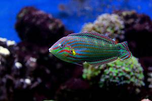 8 Types of Rainbow Fish: A Guide on Selecting, Breeding and Caring For Your Fish Picture