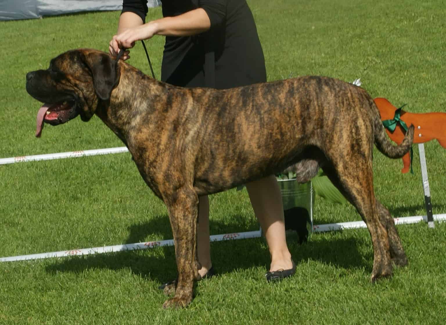 Cane Corso Colors Rarest to Most Common AZ Animals