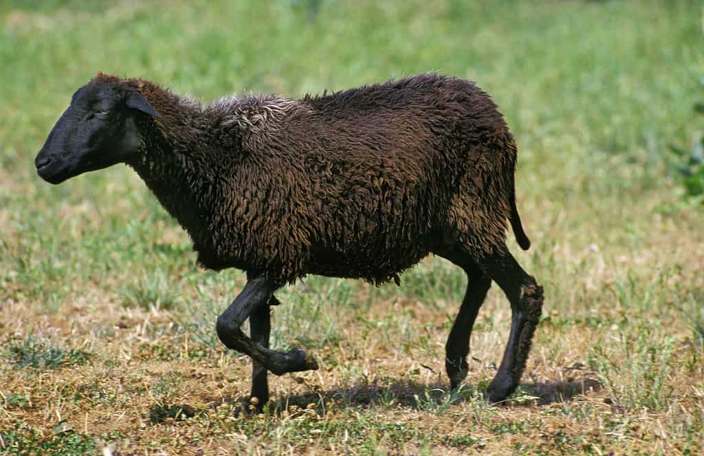 A Karakul sheep stands in a field, looking over its shoulder.