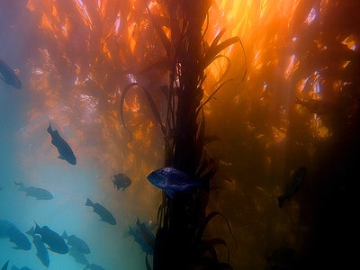 A Kelp vs. Seaweed: 7 Key Differences
