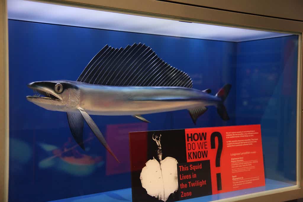 Model of a North Atlantic longnose lancetfish (Alepisaurus ferox) at the Sant Hall of Oceans at the Smithsonian Museum of Natural History in Washington, D.C.