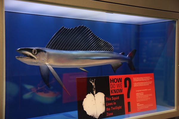 Scaleless Lizard Fish With Fangs Are Washing Up on Oregon's Coast - A-Z ...
