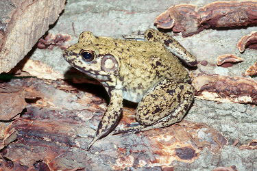 Lithobates heckscheri River Frog