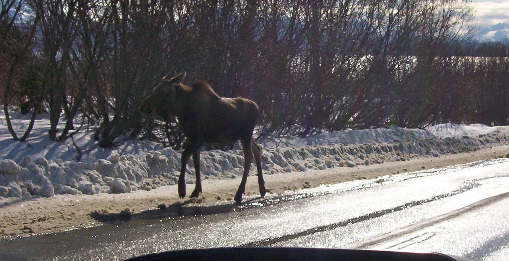 Moose running up Main Street, Homer, Alaska