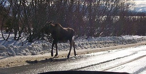 Witness the Resilience of a Moose After It Gets Hit by a Car and Shakes It Off Like Nothing Picture
