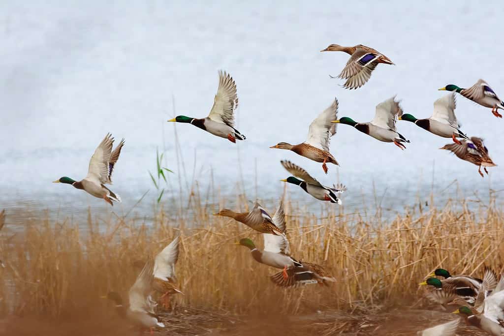 A flock of ducks flying away in the sky.