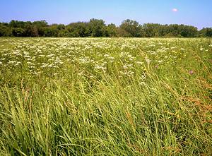 Discover Why Illinois Is Called the Prairie State Picture