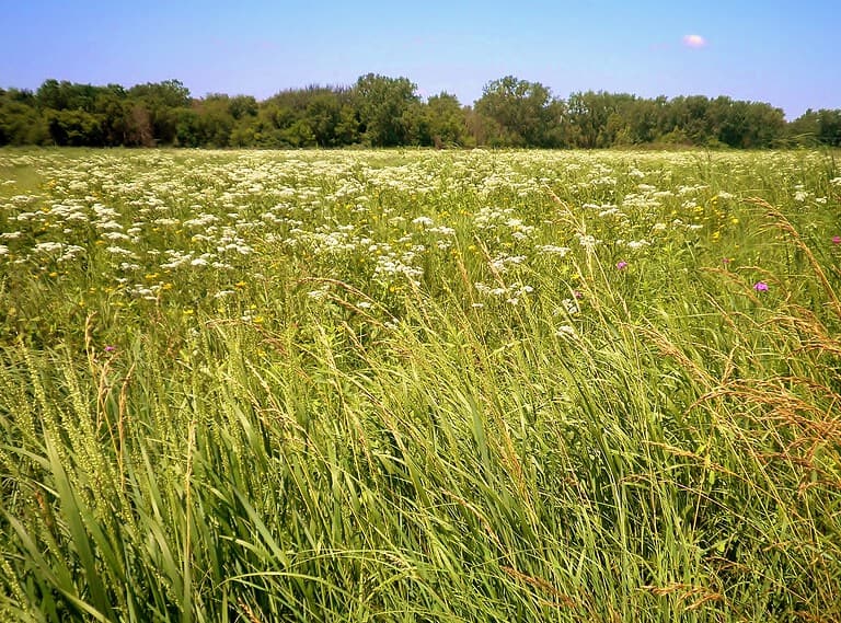 Gensburg-Markham Prairie, Illinois