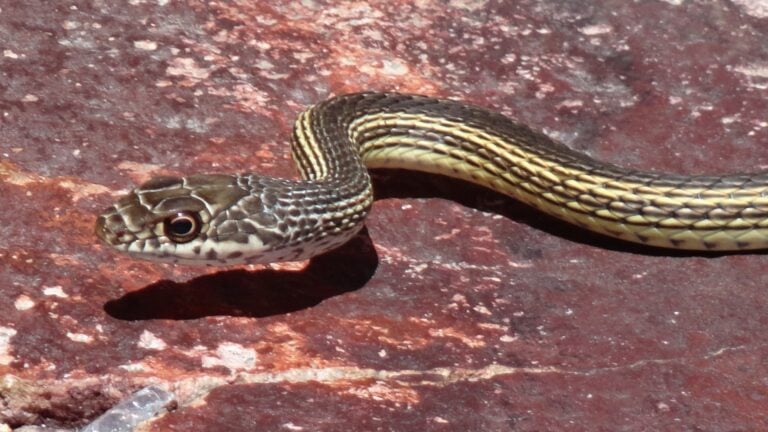 Desert Striped Whipsnake