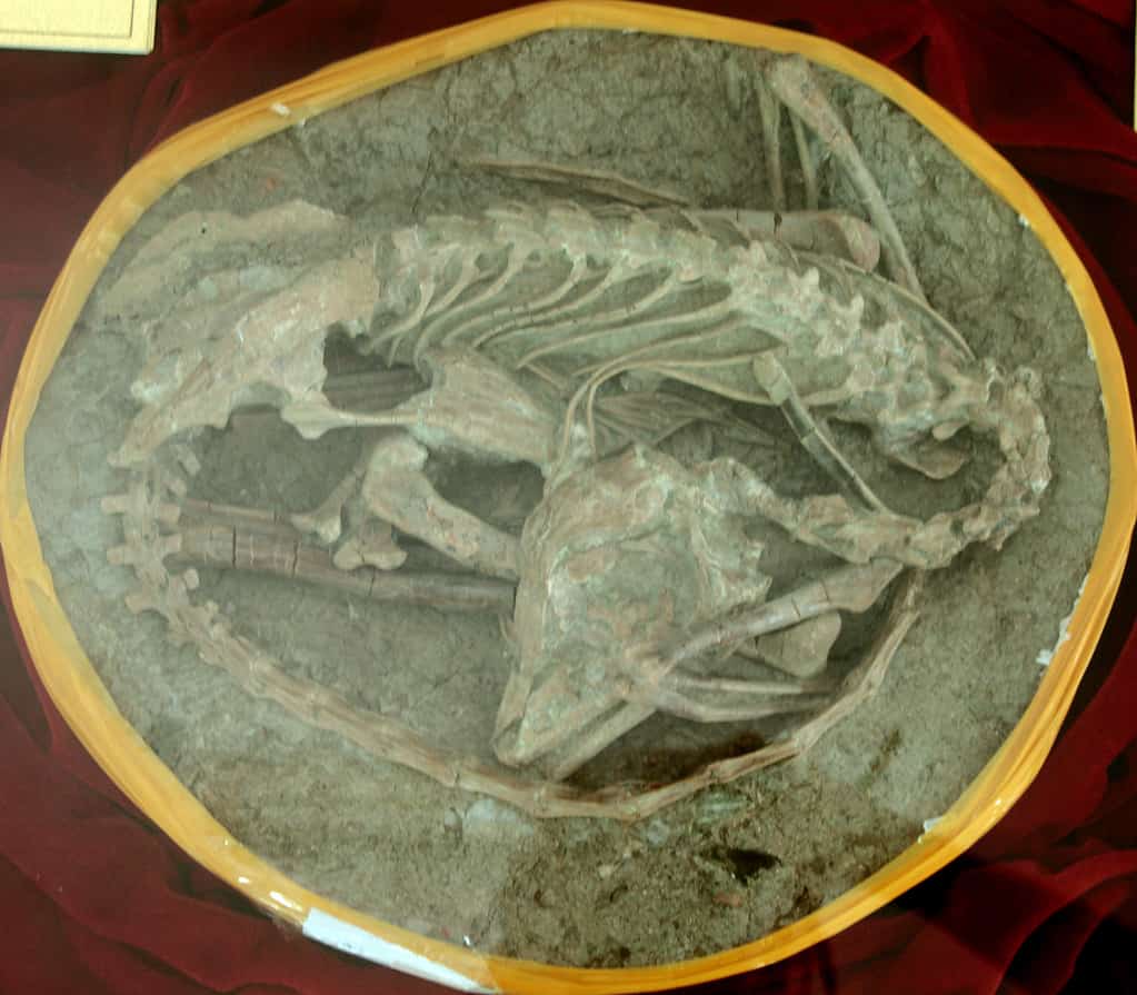 Mei long dinosaur fossil
