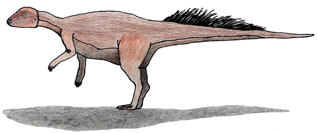 Micropachycephalosaurus hongtuyanensis