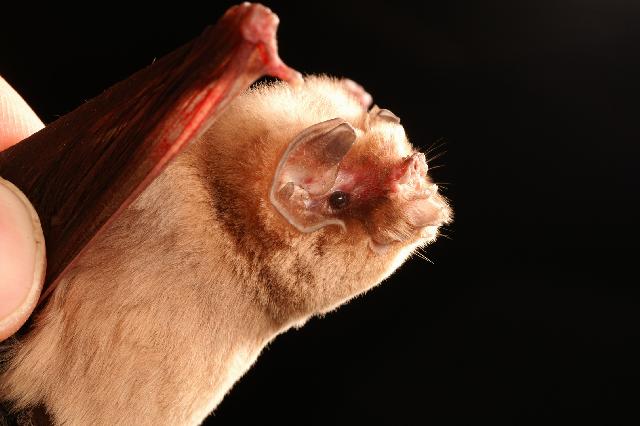 Ghost-faced bat (Mormoops megalophylla)