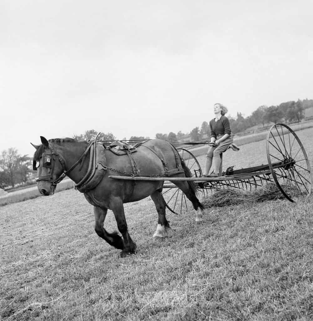 19 year old Iris Joyce learns to drive a horse-drawn hay rake, 1942
