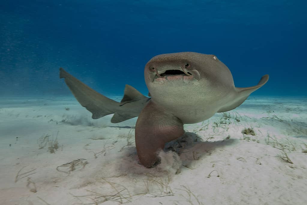 Nurse shark