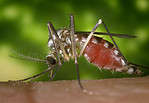  This image depicts a close-up, left lateral view of an Ochlerotatus triseriatus, also known as Aedes triseriatus, or the tree hole mosquito, which had landed on the photographer, and was pictured, as she was ingesting her blood meal from her host’s hand. This specie has been identified in mosquito pools, which had been designated as positive for the West Nile Virus, and is also a known vector for the La Crosse virus.