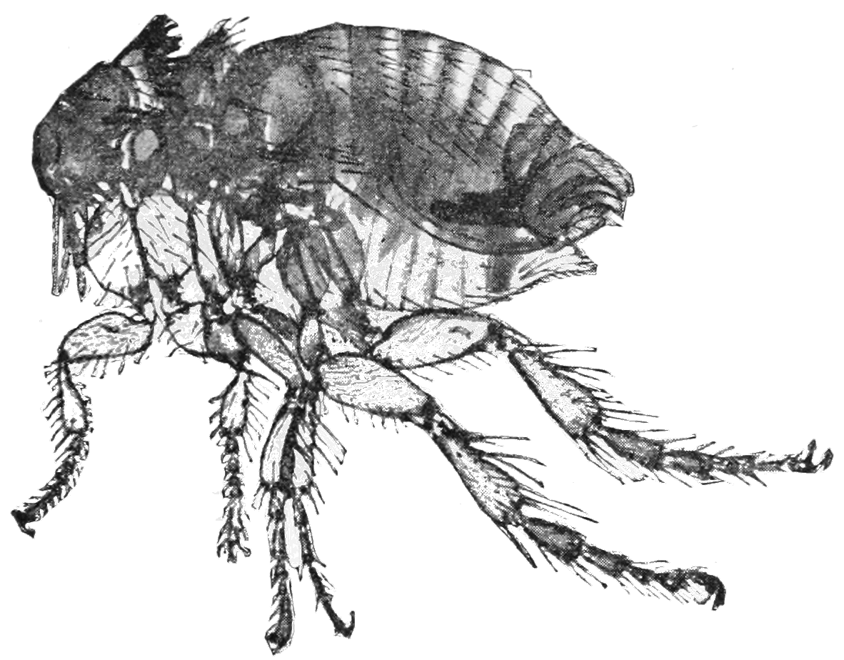 Блоха чума. Spilopsyllus cuniculi. Ceratophyllus fasciatus.