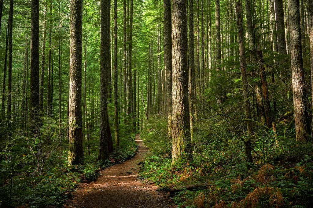 A lush evergreen forest in the springtime