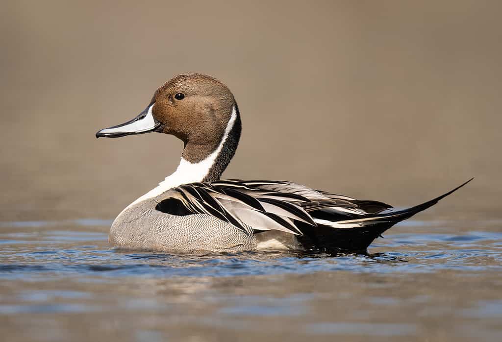 Pintail Duck, Animal, Animal Wildlife, Color Image, Duck - Bird