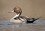 Northern pintail