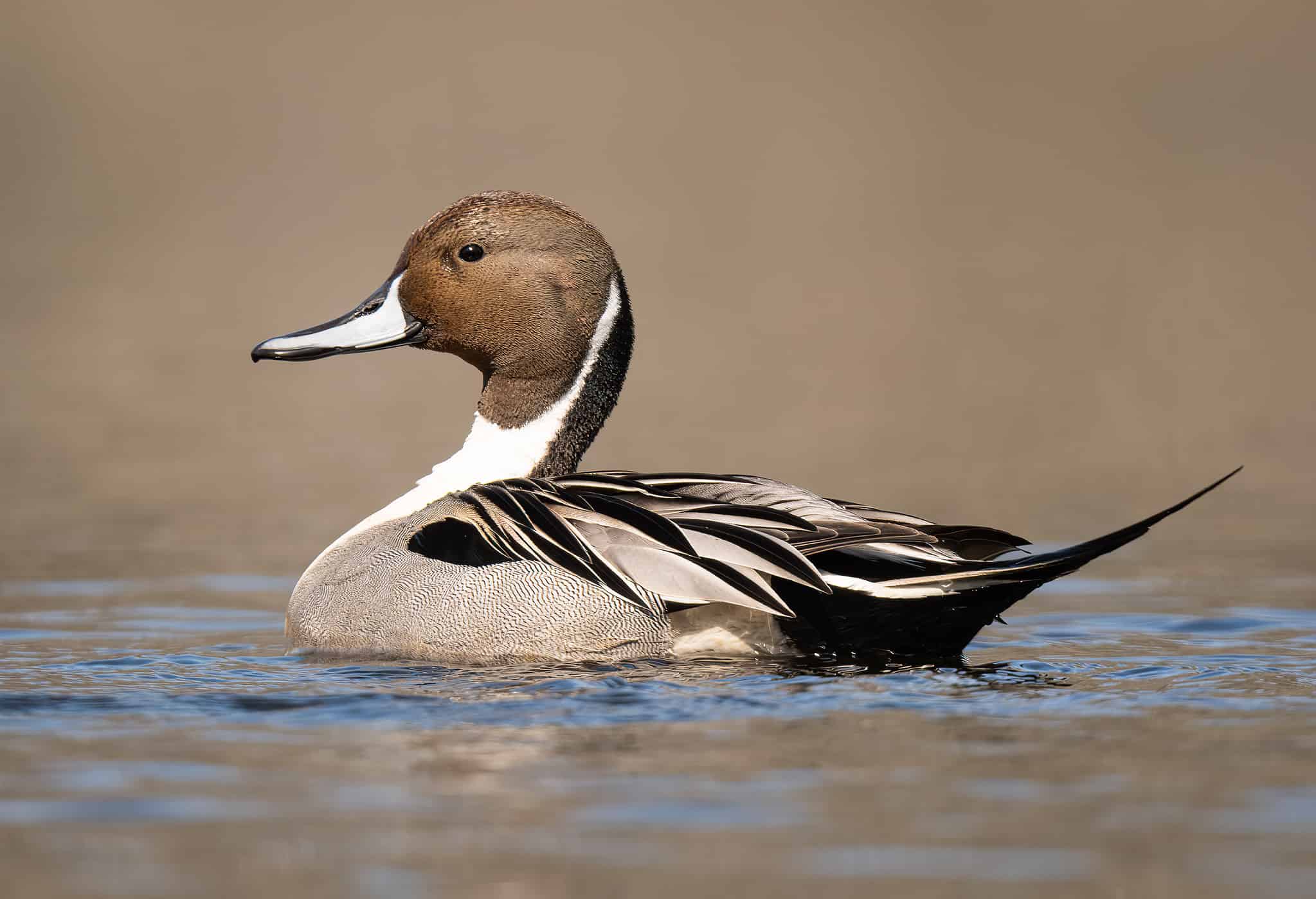 10 Incredible Duck Facts - A-Z Animals