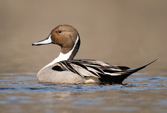 Duck Hunting Season in North Carolina: Season Dates, Bag Limits and ...