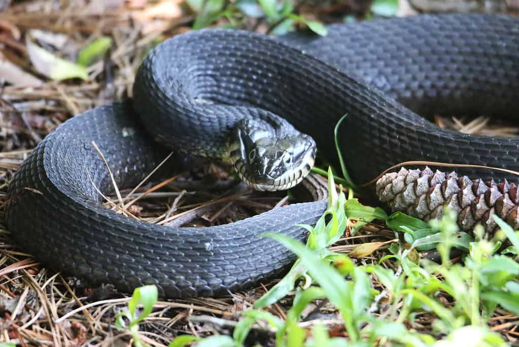 Plain Belly Water Snake