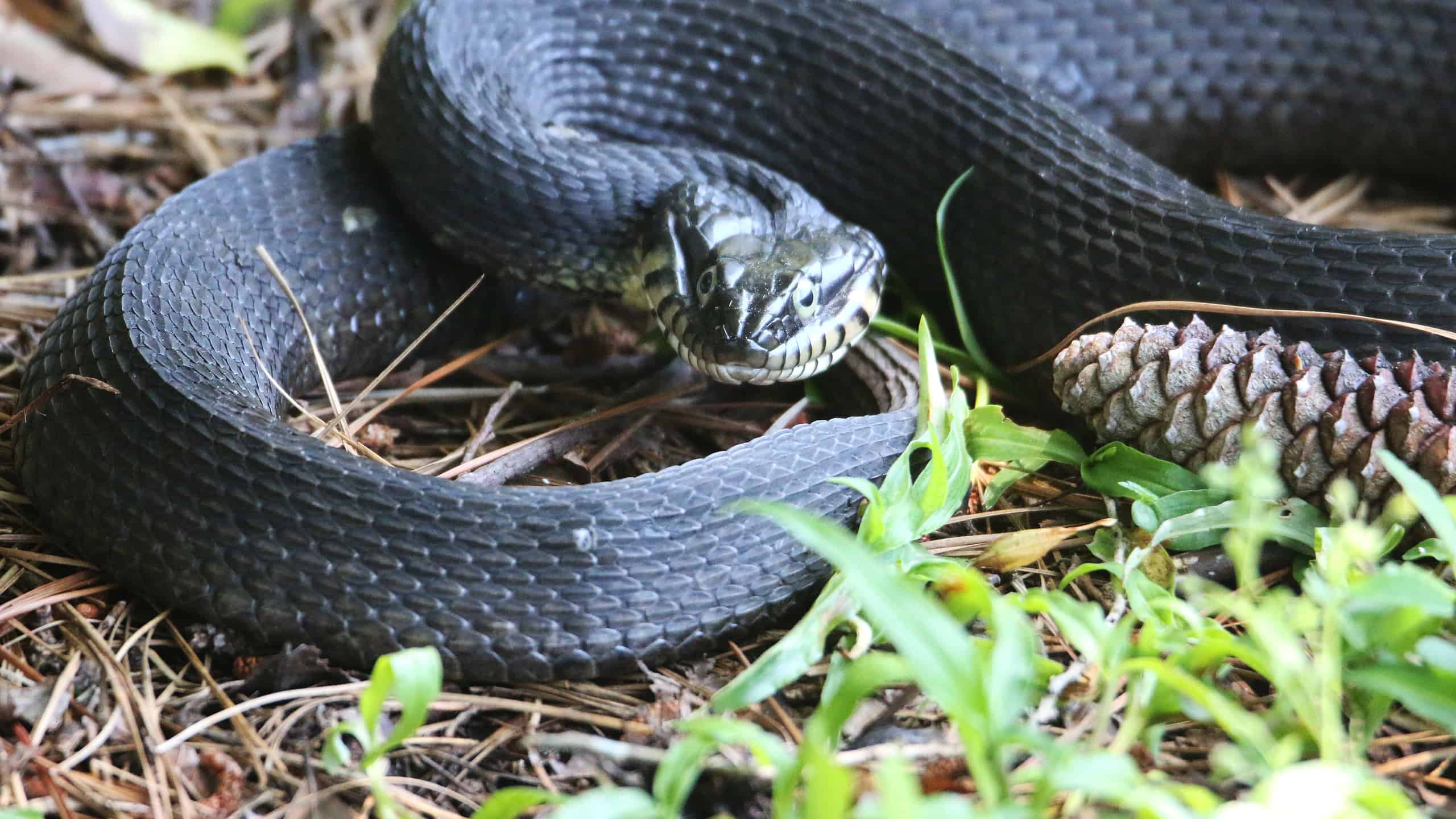 North Carolina Zoo on X: A snake playing possum? Eastern hognose