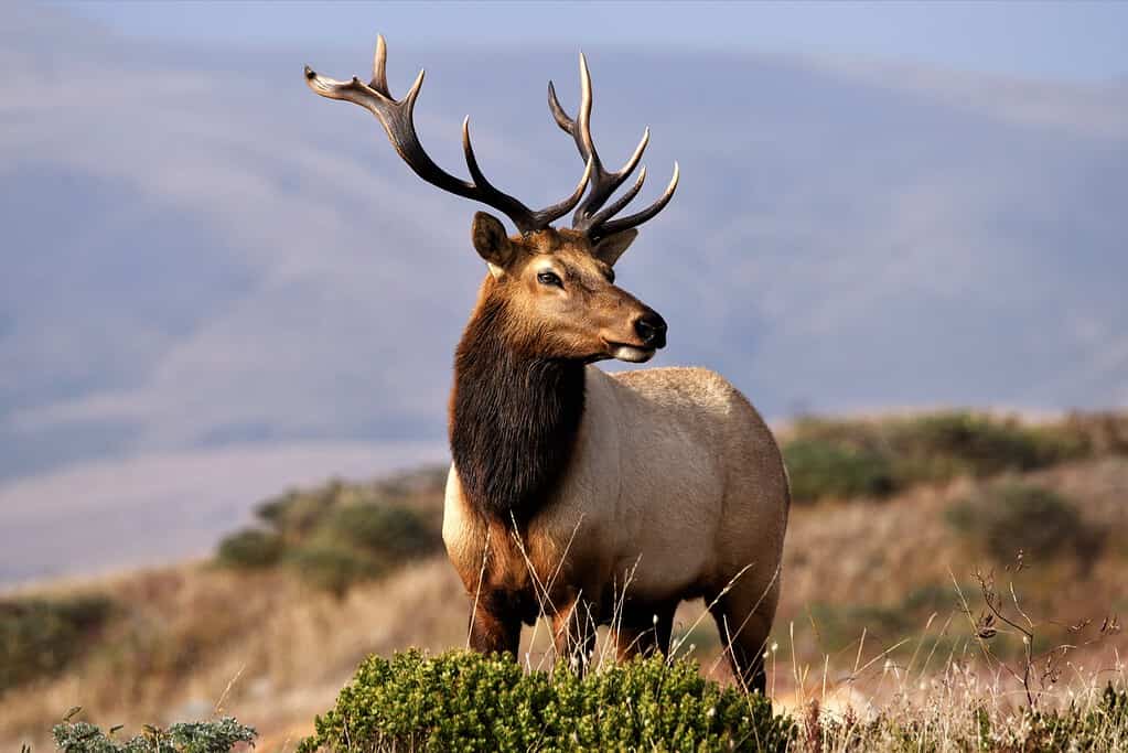 A large male elk, with a massive set of antlers atop his head.