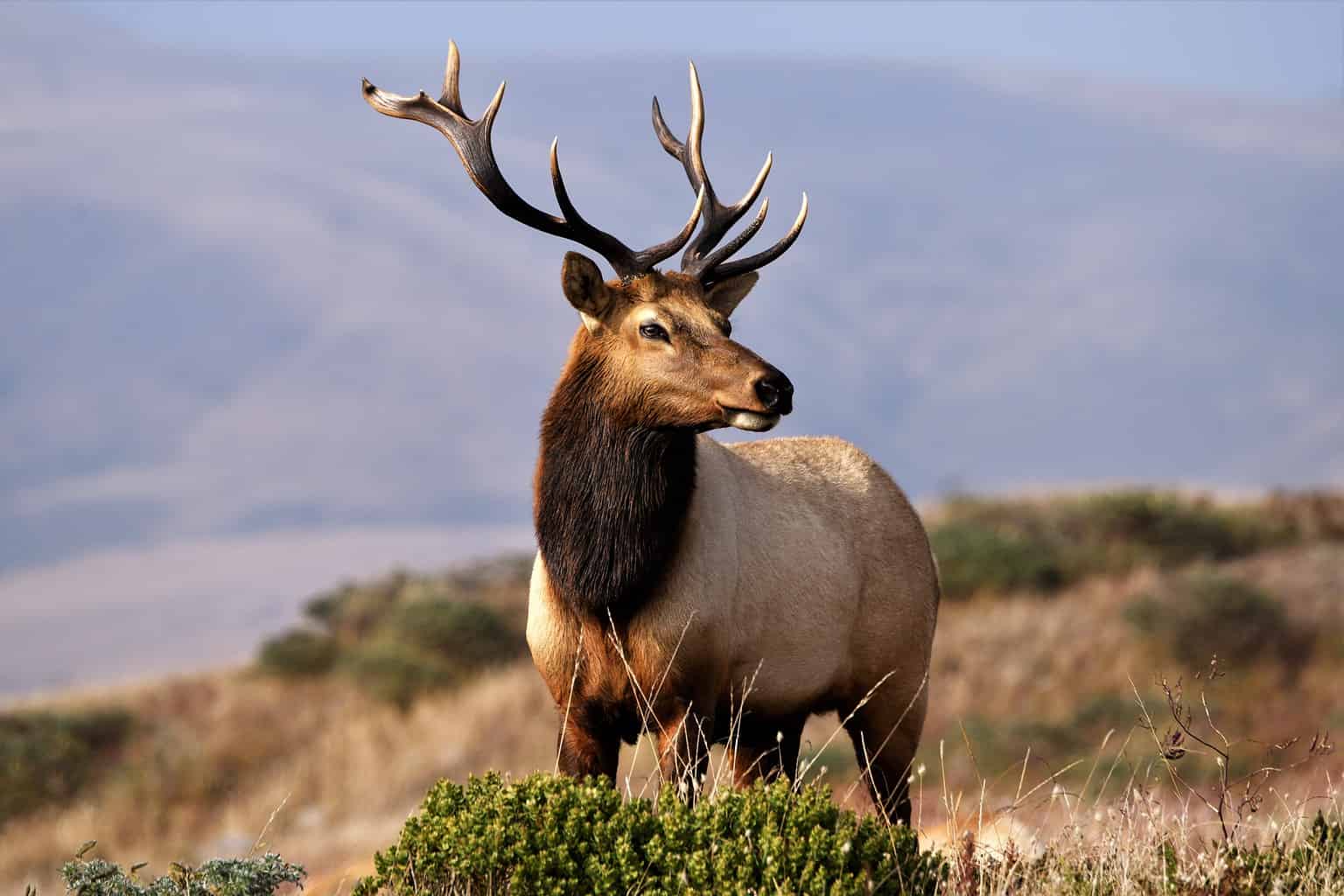 see-a-rare-sighting-of-a-bull-elk-shedding-antlers-a-z-animals