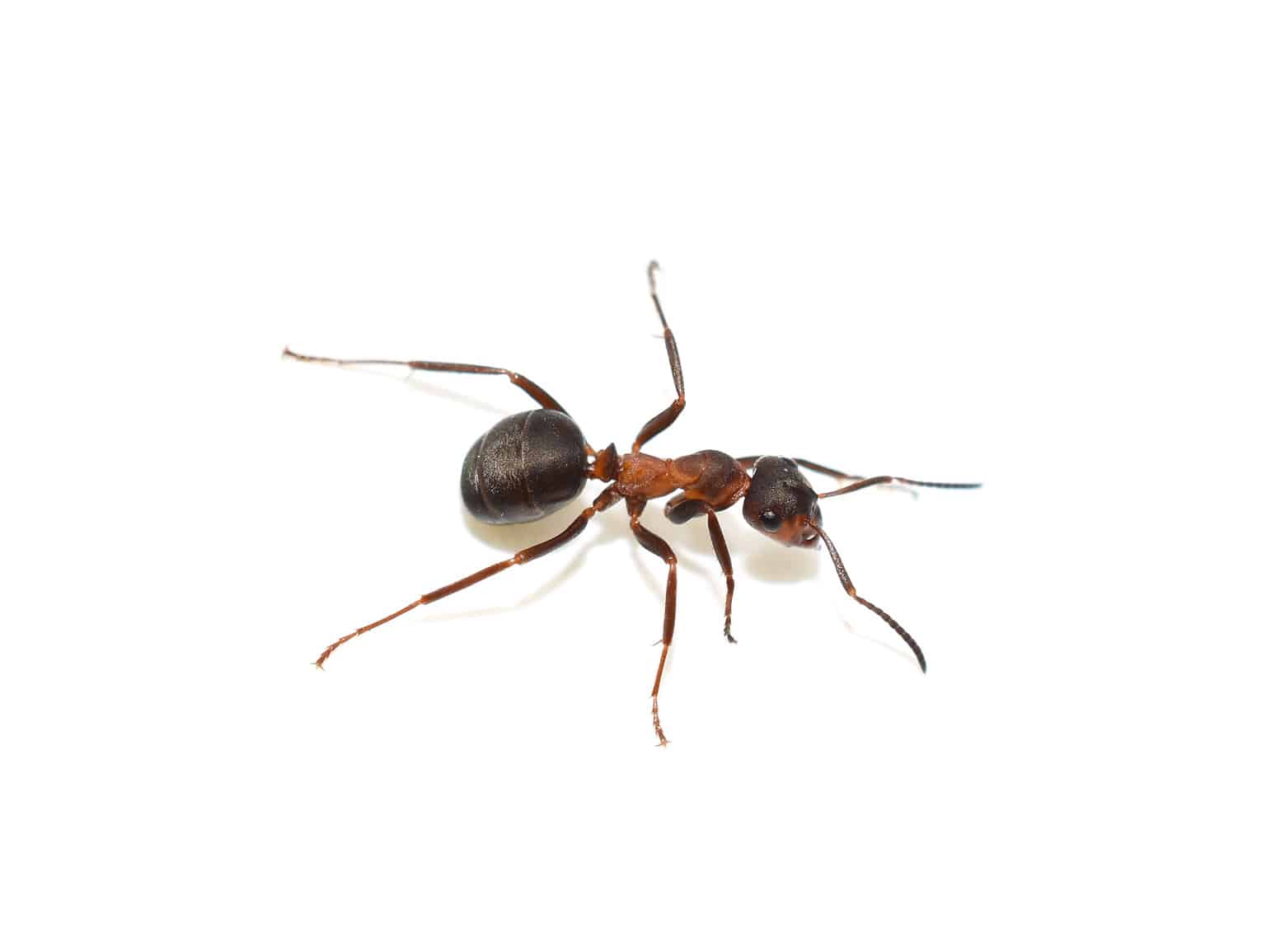 Discover the 7 Largest Ants Crawling Around England - A-Z Animals
