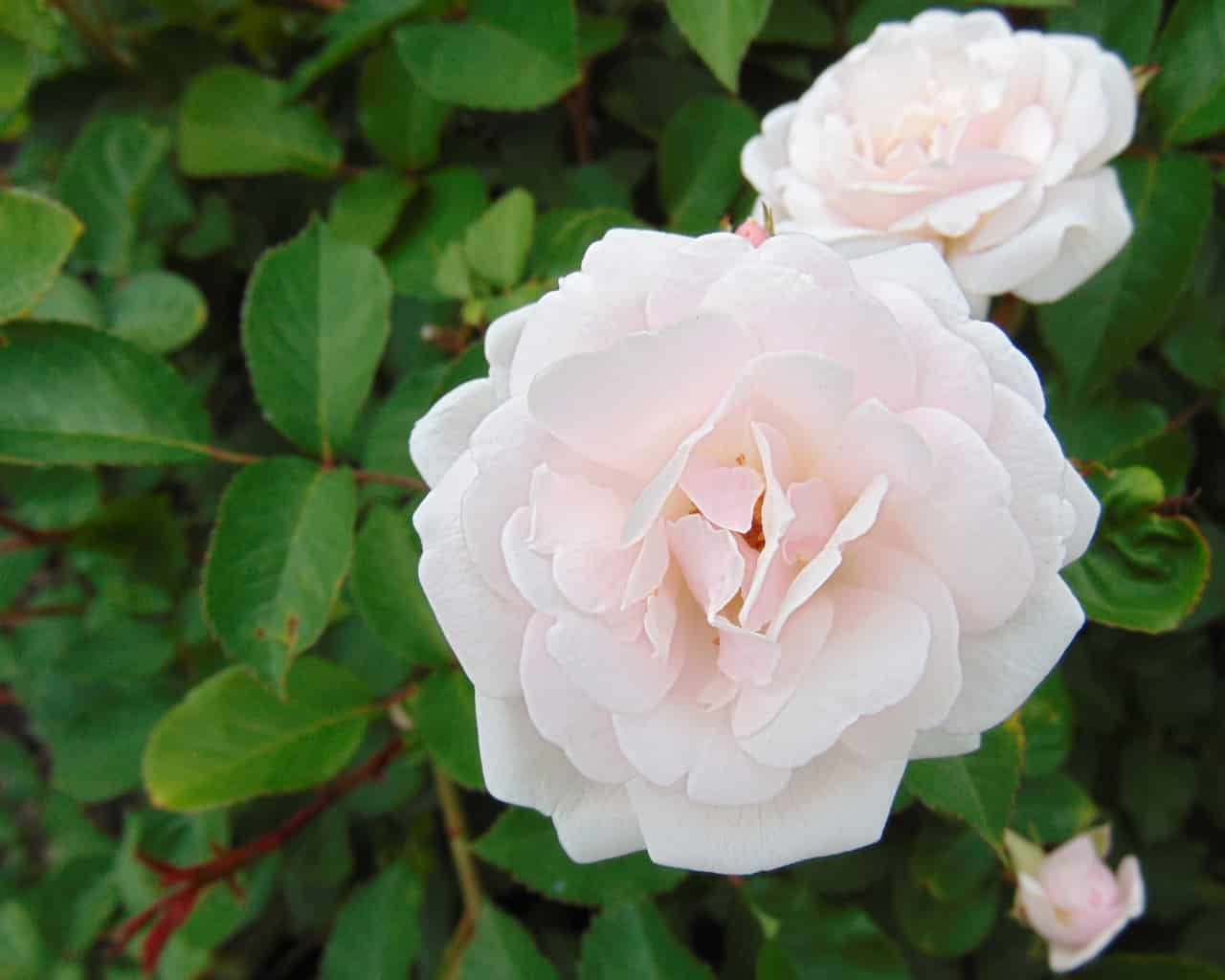9 TroubleFree Roses in South Carolina AZ Animals