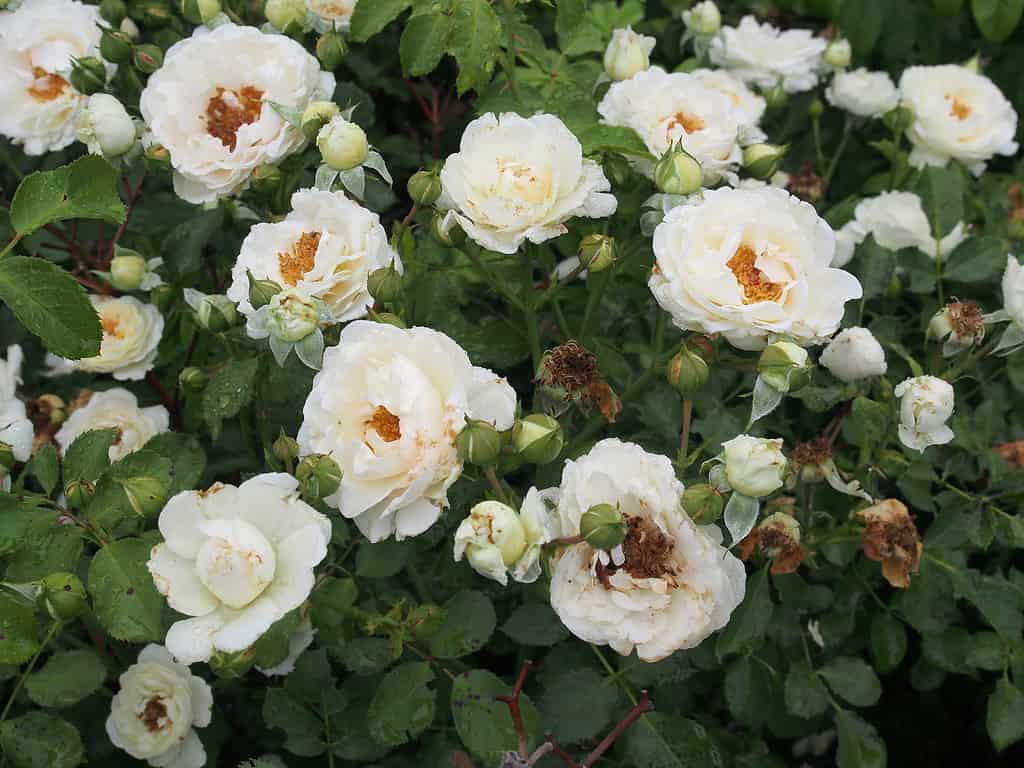 Snowdrift Rose, a double-petaled white rose in full bloom against dark green glossy leaves. 