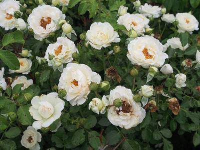 Knetucky Roses The Five Hardiest Roses to Grow In Kentucky