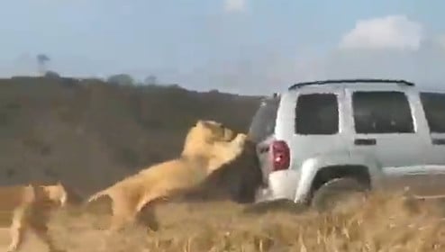 Lion on car