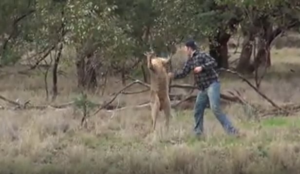 Man Punching Kangaroo