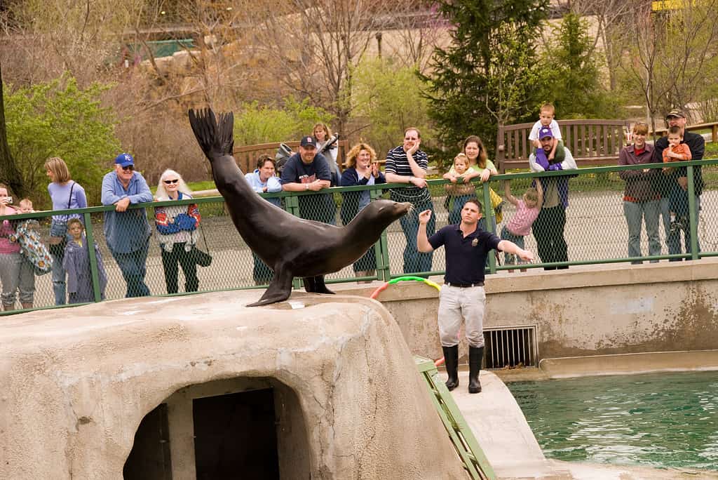 Heroic Dad Saves Little Girl From a Vicious Sea Lion - A-Z Animals