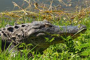Alligators in Gulfport: Are You Safe to Go in the Water? Picture
