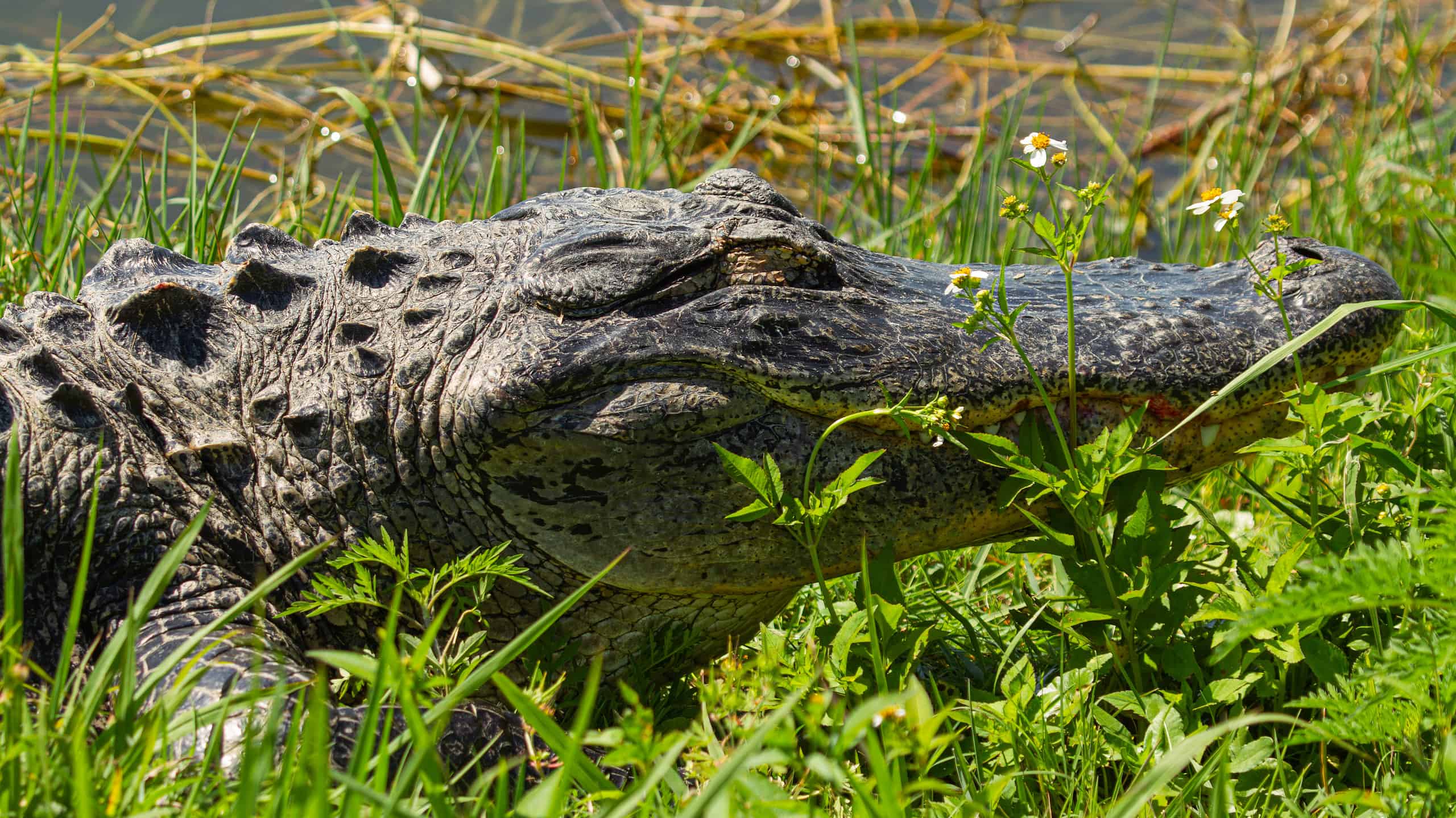A closeup of an alligator's head, its eyes closed in a sleepy expression.