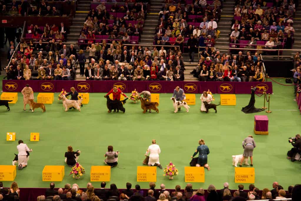 Sporting Group judging at the Westminster Kennel Club Dog Show in 2010