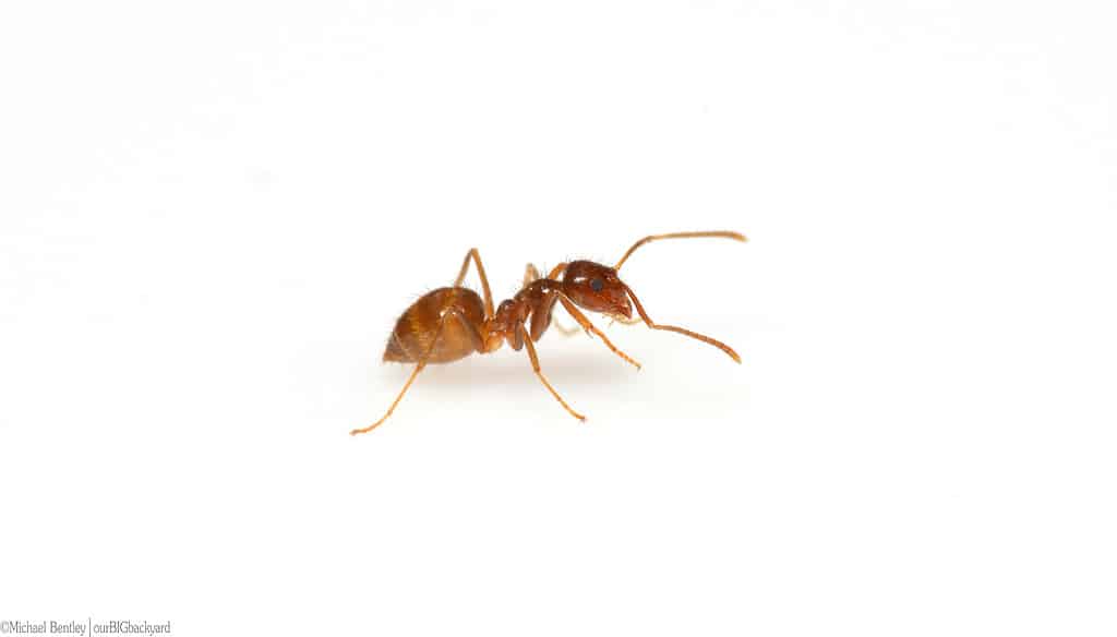  There are 79 species of ants in Virginia.