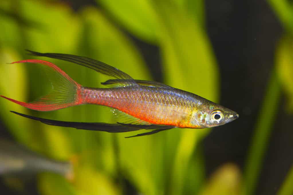 A majestic threadfin rainbowfish, with its vibrant colors and long flowing fins, swimming gracefully in a tropical aquarium.