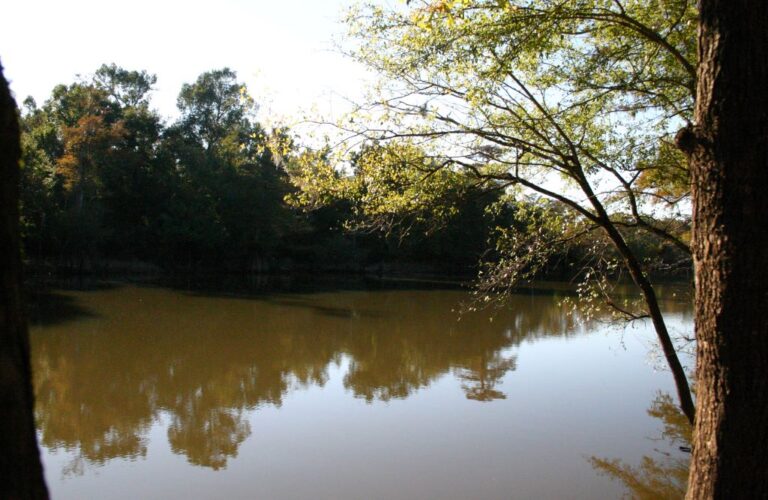 Santee River: Wildlife, Size, Activities, and More