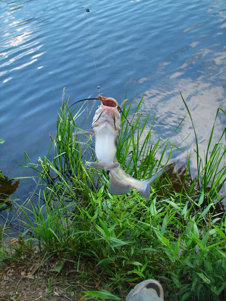 Channel Catfish caught at Twin Lakes State Park