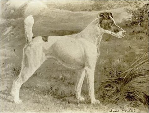 Painting of Warren Remedy, Fox Terrier. First best in show winner at the Westminster Kennel Club Dog show, and the only dog to have won that prize on three occasions. Artist is Gustav Muss-Arnolt.