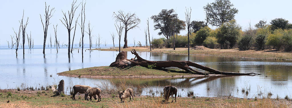 Warthogs gathered in a group around Lake Kariba, Zimbabwe.