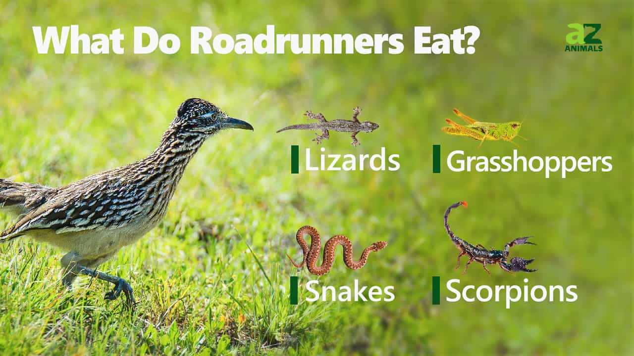 Roadrunner - A-Z Animals