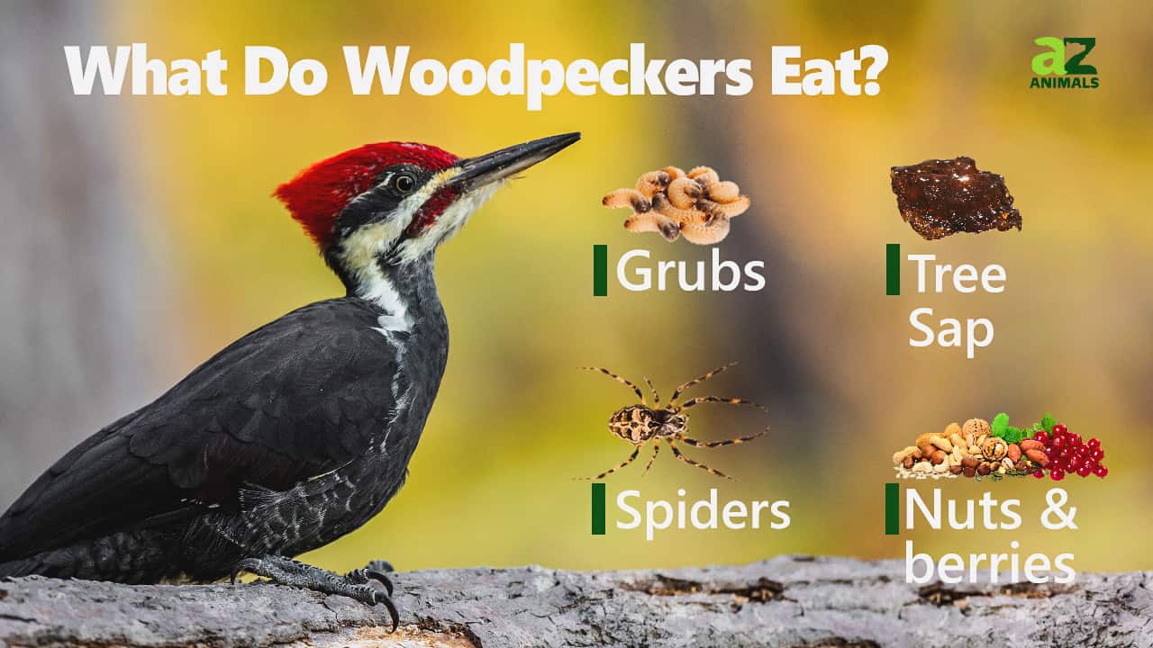 Pileated Woodpecker AZ Animals