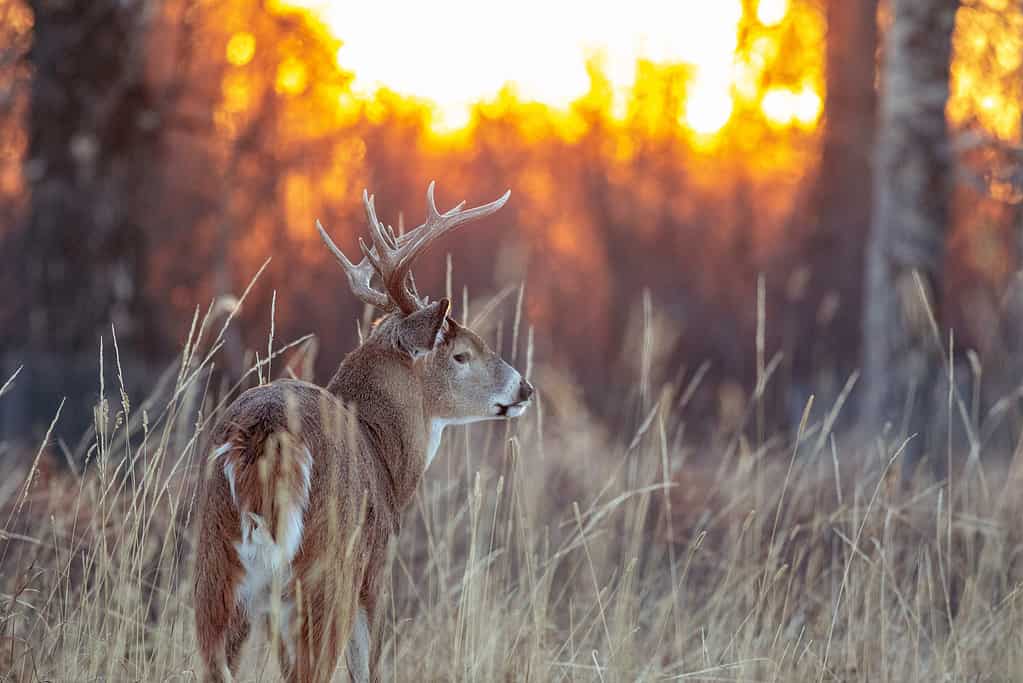 A white-tailed deer stands in a grassy field. 