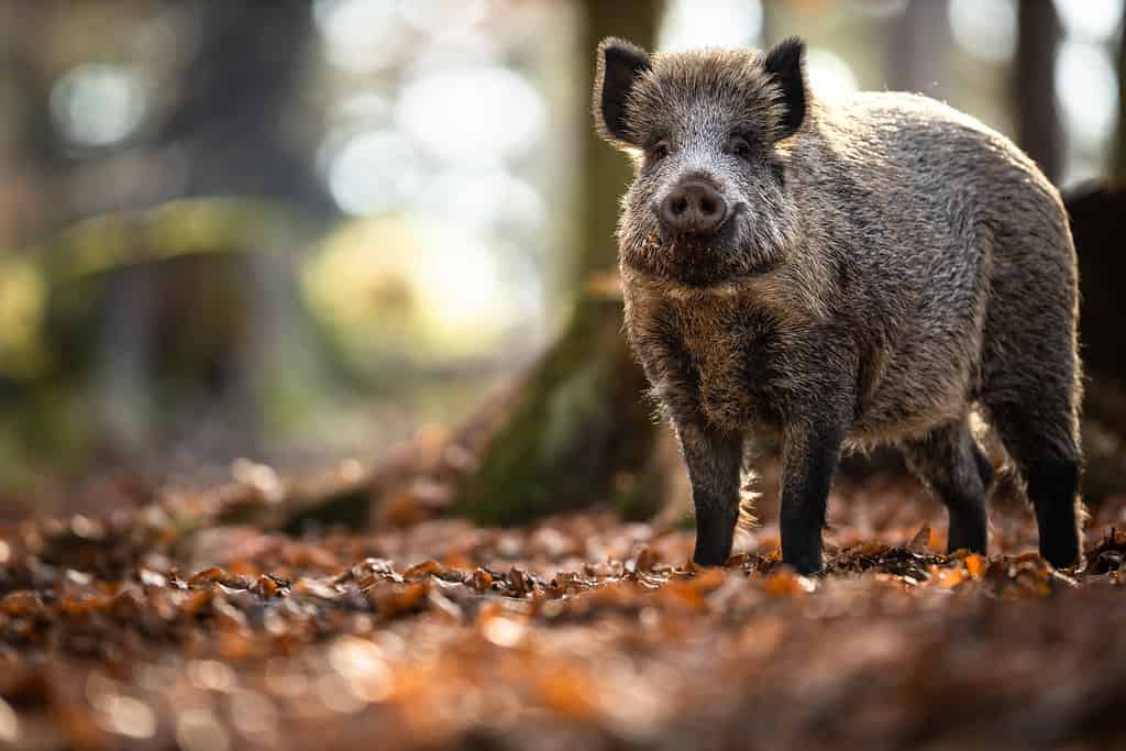 Wild boar in the forest; animals that eat mushrooms